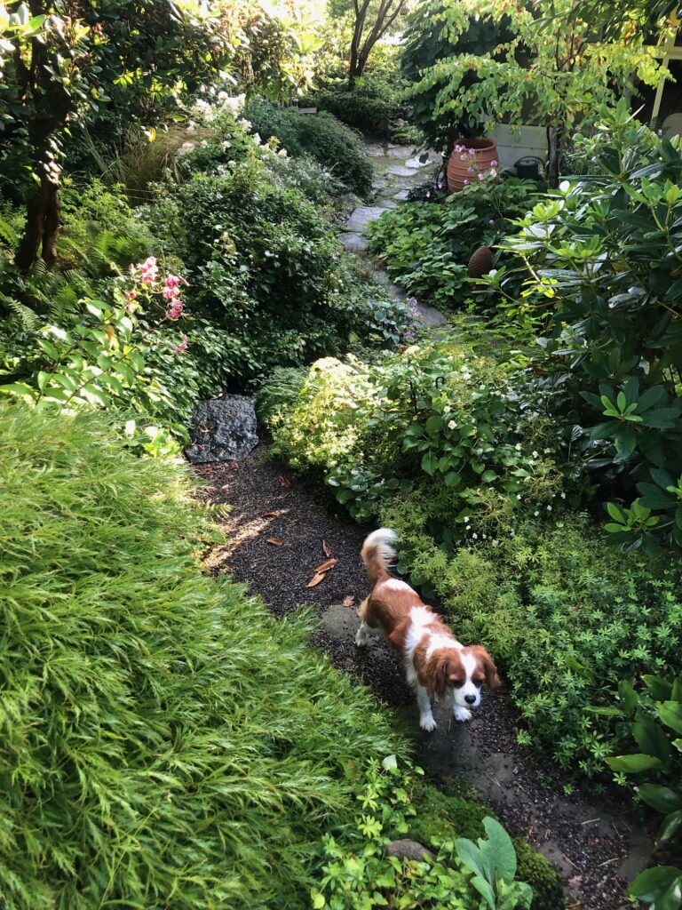 Hundar får följa med på trädgårdsbesök
