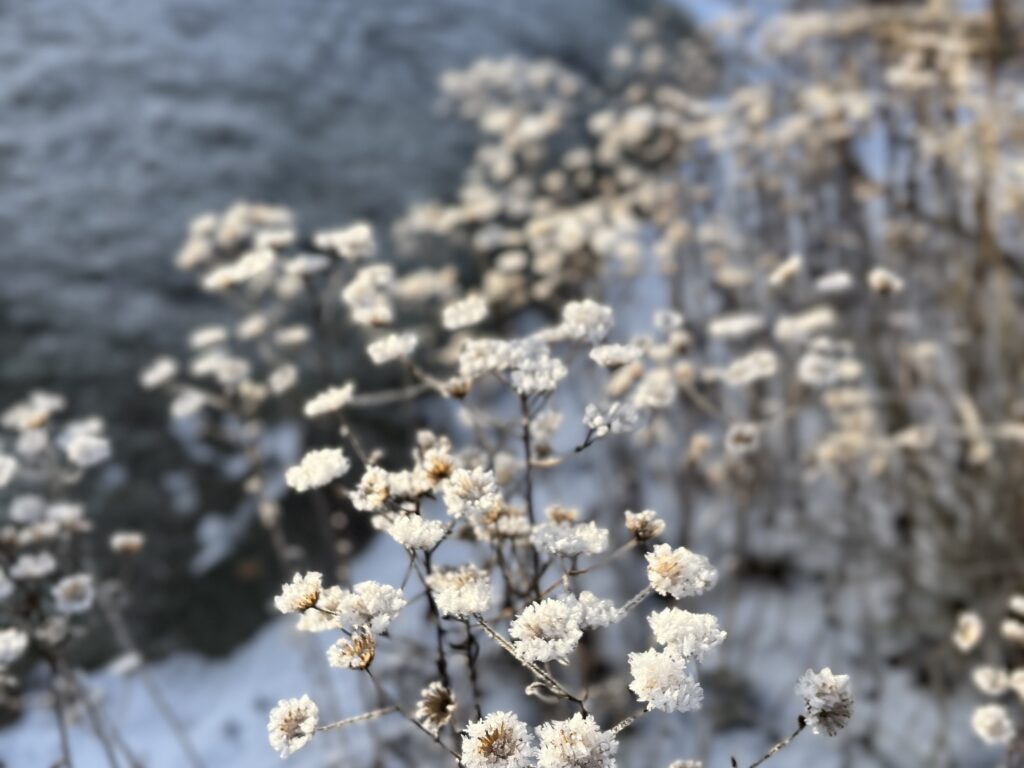 Vinterståndare fröställningar aster Twilight Känn trädgården Askim