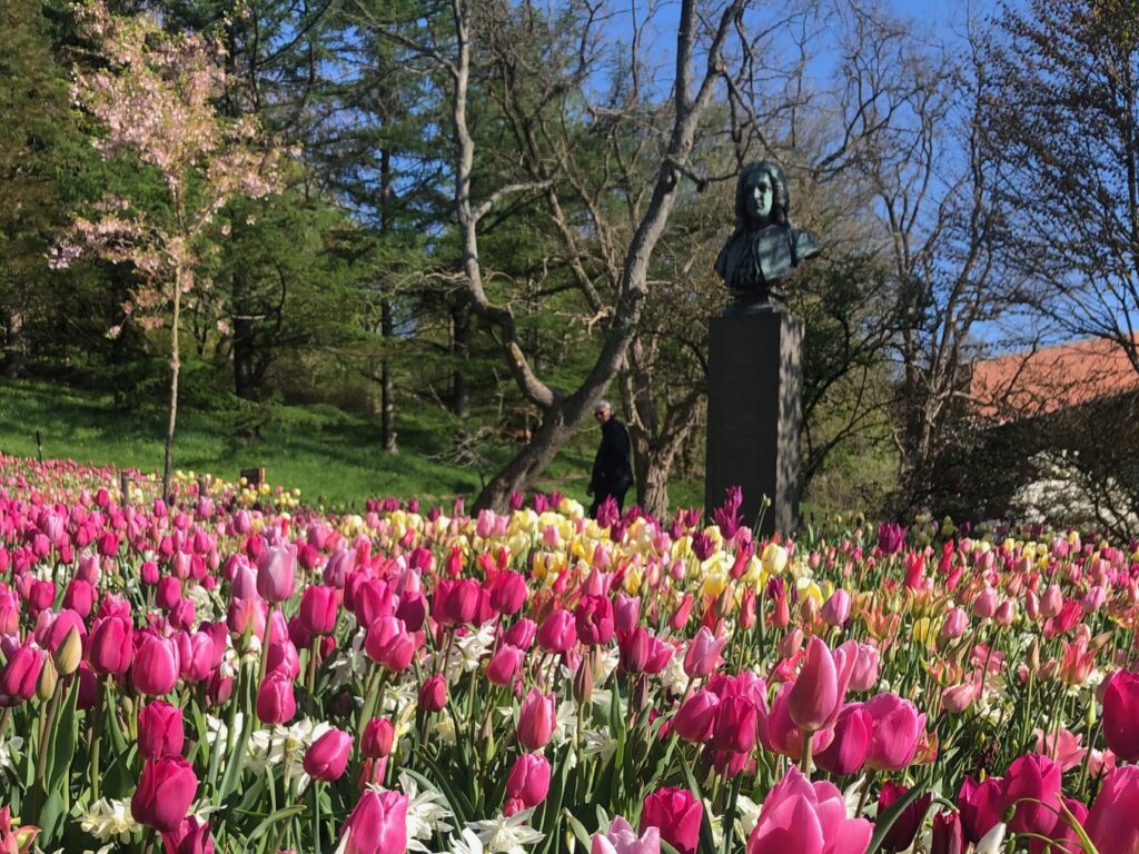 Tulpanblomning i Botaniska trädgården i Göteborg guidning med Känn trädgården
