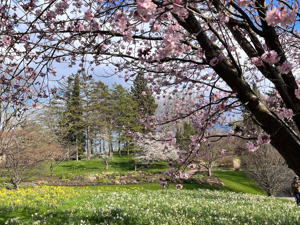 Körsbärsblomning i Botaniska trädgården guidning med Känn trädgården