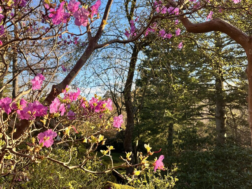 Alprosor och rododendron i Koreadalen i Botaniska guidning med Känn trädgården