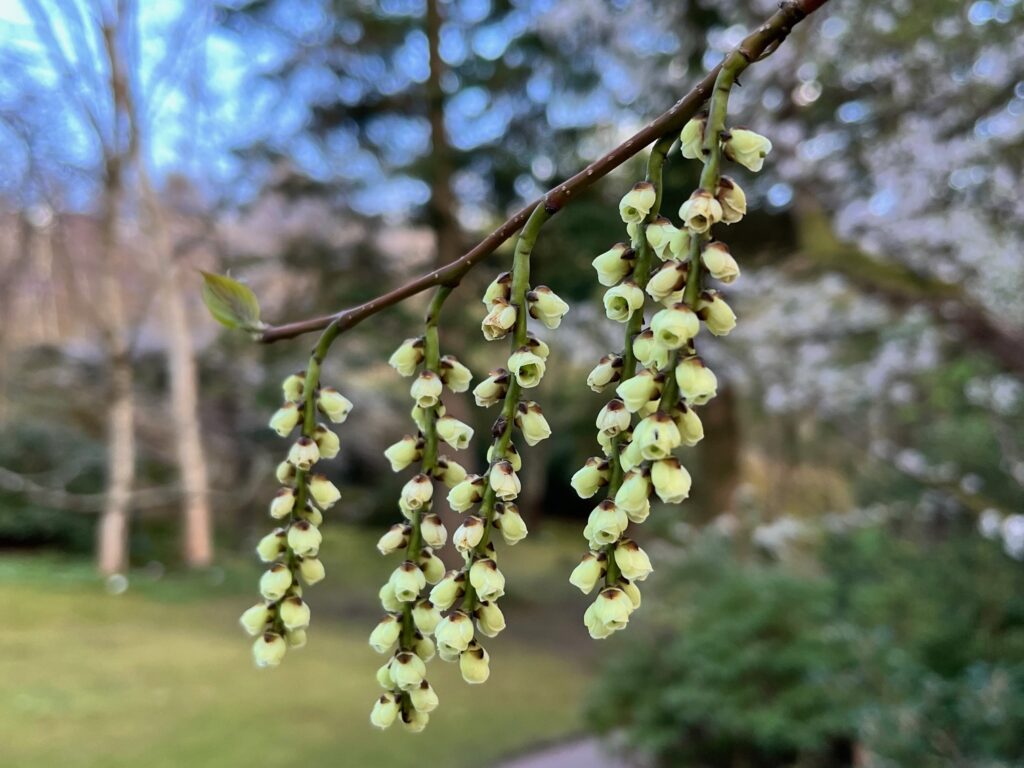 Japandalen i Botaniska guidning med Känn trädgården
